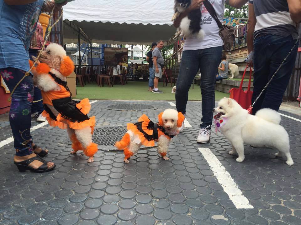 3rd-dog-festival-2016-plearnwan-huahin-4