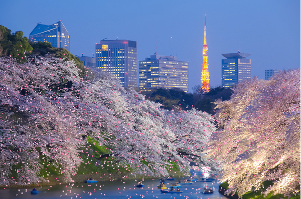 red-planet-asakusa-tokyo-sakura-blooming-season